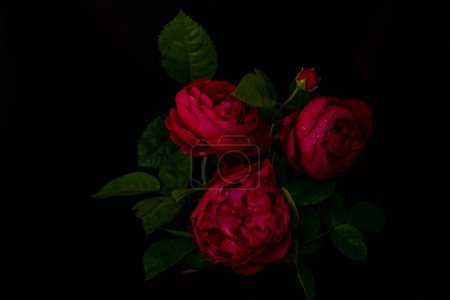 Moody flowers. Three red roses on a black background. Blur and selective focus. Low key photo