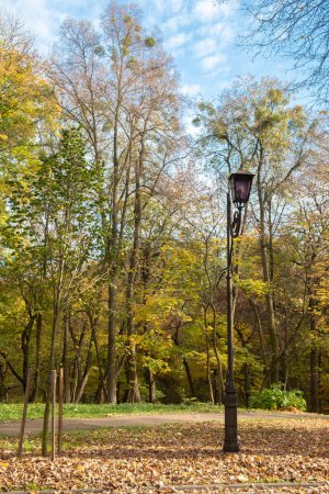 Photo for Beautiful autumn urban park and blue sky. Vertical photo - Royalty Free Image