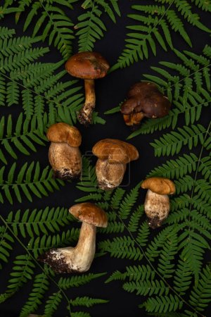 Beautiful fresh porcini mushrooms and fern leaves on a black background. Top view, full frame. Vertical photo 