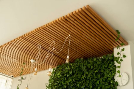 Téléchargez les photos : Scindapsus liana. Mur vert dans le bureau. Panneaux en bois au plafond. - en image libre de droit
