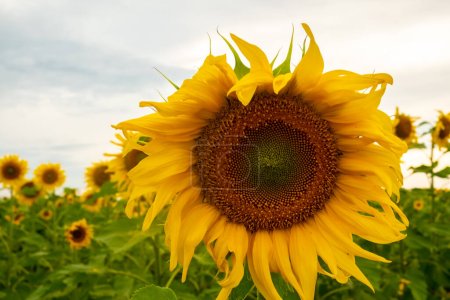 Photo for Sunflower close-up against the background of the field and the sky. - Royalty Free Image
