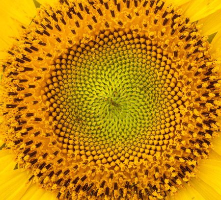 Foto de El primer plano del girasol central. Fondo de flor natural. Foto macro, forma cuadrada. Números de simetría y Fibonacci en la naturaleza - Imagen libre de derechos