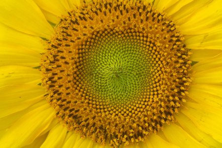 Foto de Primer plano de girasol inmaduro y pétalos amarillos. Hermoso fondo de textura natural. Números de simetría y Fibonacci en la naturaleza - Imagen libre de derechos