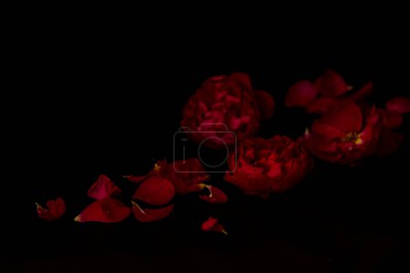 Blütenblätter einer dunkelroten Rose auf schwarzem Hintergrund. Schöne festliche Kulisse für den Valentinstag. Kleines Foto. Extreme Blume aus nächster Nähe. Unschärfe und selektiver Fokus