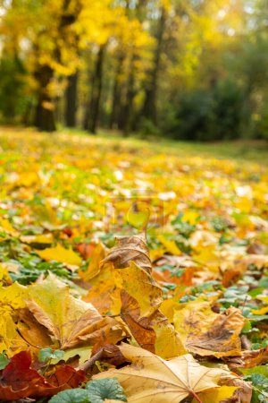 Téléchargez les photos : Feuilles d'automne colorées dans le parc de la ville d'automne. Concentration floue et sélective. Photo verticale - en image libre de droit
