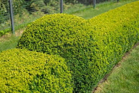 Photo for Trimmed boxwood bushes close-up in a landscape park. Blur and selective focus. - Royalty Free Image
