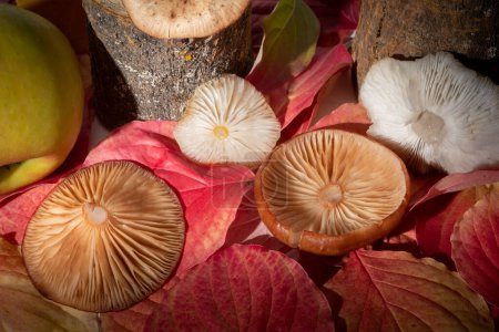 Photo for Background of bright colorful autumn leaves and mushroom caps, top view. Creative art. - Royalty Free Image