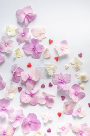 Téléchargez les photos : Modèle de fleurs d'hortensia rose sur un fond blanc. Couché plat et fond cosmétique, vue de dessus - en image libre de droit