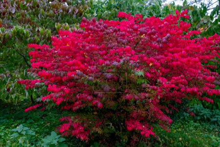 Bright red winged euonymus bush in fall park. Beautiful autumn nature 