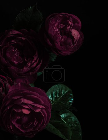 Photo for Roses peony purple on a black background. Blur and selective focus. Low key photo. Extreme Flower Close-up. Moody flowers. - Royalty Free Image