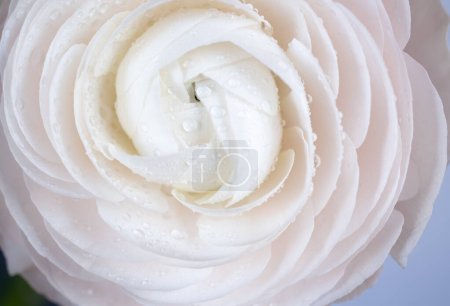 Macro photo white ranunculus on a dark background. Extreme Flower Closeup. full frame. Blurred and selective focus. Soft floral cosmetic background