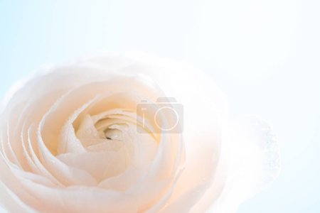 Macro beautiful cream ranunculus. Extreme Flower Closeup. full frame. Blurred and selective focus. Soft floral cosmetic background
