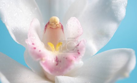 Macro photo of white cymbidium on a white background. blur and selective focus. Copy space. Extreme flower close-up