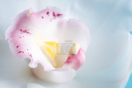 Macro photo of white cymbidium on a white background. blur and selective focus. Copy space. Extreme flower close-up