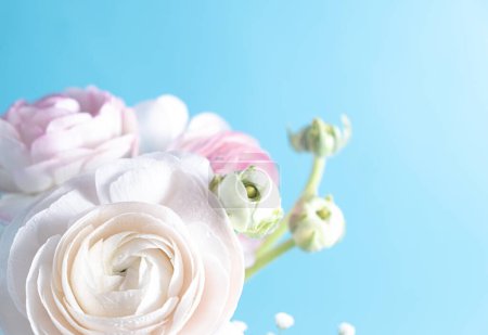 White ranunculus and beautiful bouquet on a soft blue background. Extreme flower closeup. Blurred and selective focus. Copy space