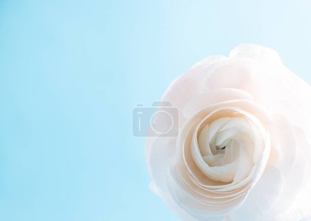 Macro beautiful cream ranunculus. Extreme Flower Closeup. full frame. Blurred and selective focus. Soft floral cosmetic background. Copy space