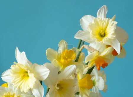 Close up bouquet of daffodils on a blue background. 