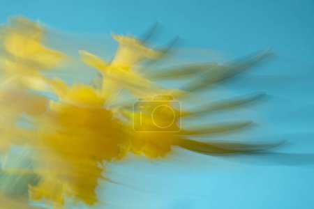 Bouquet of daffodils on a blue background, blurry motion, abstract composition
