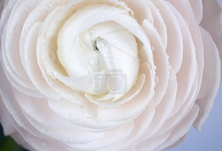 luxurious light pastel ranunculus. Extreme Flower Closeup. full frame. Blurred and selective focus. Soft floral cosmetic background