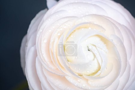 Macro photo white ranunculus. Extreme Flower Closeup. full frame. Blurred and selective focus. Soft floral cosmetic background