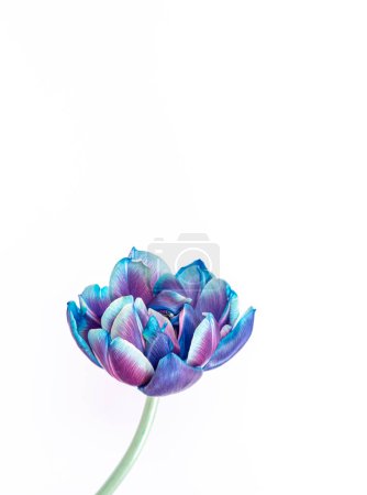 Tulipe lilas bleue isolée sur fond blanc. espace de copie. Photo esthétique