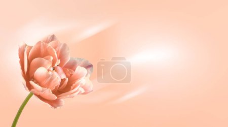 peach delicate tulip on a soft peach fuzz background. Copy space