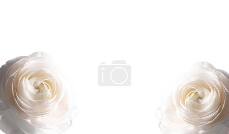 Two beautiful cream ranunculus. Extreme Flower Closeup. full frame. Blurred and selective focus. Soft floral cosmetic background. Copy space