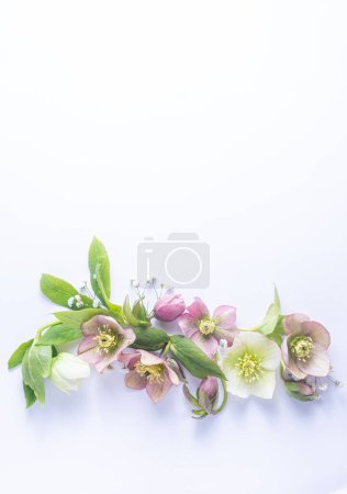 floral layout of flowers hellebores isolated on a white background. Top view. Spring or summer floral border, copy space. 