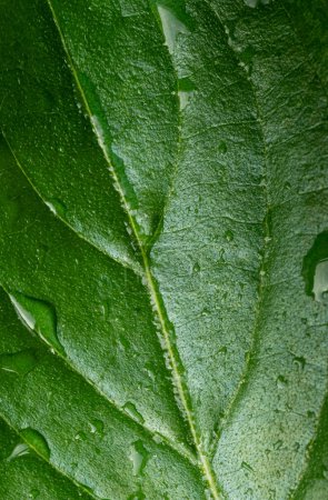 Macro photo of a green leaf and and dew drops. Texture natural background. Vertical photo