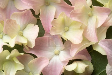 Macro pink hydrangea. Full frame. natural light. Blur and selective focus. Extreme flower close-up