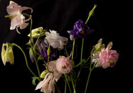 aquilegia flowers on a black background. Beautiful botanical design, blur and selective focus. Low key photo