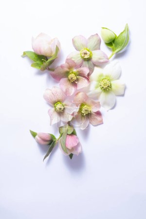 floral layout of flowers hellebores isolated on a white background. Top view. Spring flat lay, copy space. 