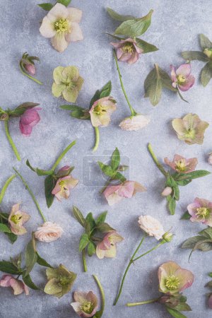 Vintage floral pattern. flat lay of hellebores on a gray background. Top view. Spring composition, full frame.