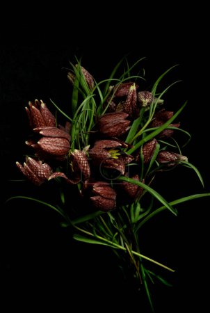 Moody flora background. Bouquet vintage fritillaria fritillaria meleagris flowers on a black background. Blur and selective focus. Low key photo. floral motifs