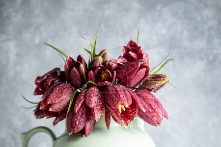 Bouquet fritillaria meleagris flowers on a gray background. Blur and selective focus. Extreme Flower Close-up. floral motifs