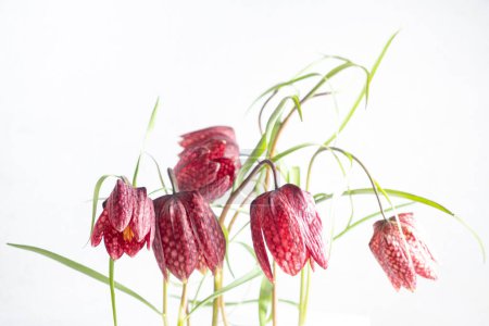 Bouquet fritillaria meleagris flowers on a white background. Blur and selective focus. Extreme Flower Close-up. floral motifs