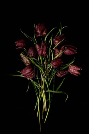 Moody flora. Bouquet fritillaria meleagris, hazel grouse flowers on a black background. Blur and selective focus. Extreme flower close-up. floral motifs