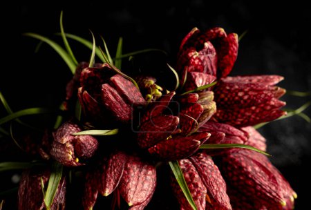 Moody flora.Close up fritillaria meleagris flowers on a black background. Blur and selective focus. Extreme flower close-up. floral motifs