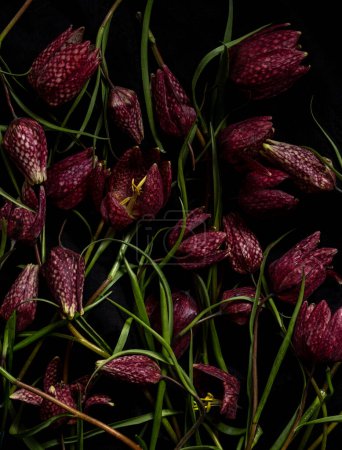 Moody flora. fritillaria meleagris, hazel grouse flowers on a black background. Blur and selective focus. Extreme flower close-up. floral motifs, full frame