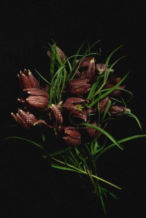 Launische Flora. Vintage-Bouquet fritillaria meleagris, Haselhuhn Blumen auf schwarzem Hintergrund. Unschärfe und selektiver Fokus. Extreme Blume aus nächster Nähe. Blumenmotive