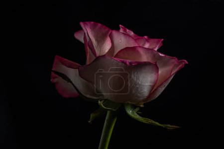 Luxuriöse rote Rose auf schwarzem Hintergrund. Kleines Foto. Extreme Blume aus nächster Nähe