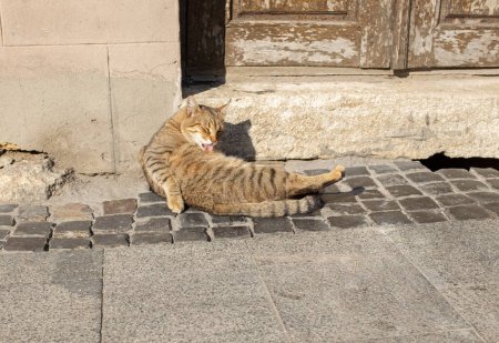 Straßenkatze liegt und wäscht sein Gesicht in der Sonne.