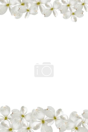 Téléchargez les photos : Belles fleurs de cornouiller blanc isolé sur un fond blanc. Concentration floue et sélective. Espace de copie, cadre floral - en image libre de droit