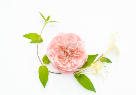 Creative floral layout of pastel rose and Japanese honeysuckle flowers isolated on a white background. Top view. Spring or summer floral background. 
