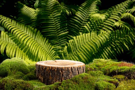 Natural style. Wooden cut, podium with green moss on backdrop of thickets of leaves fern. Still life for the presentation of products. Blur and selective focus. nature-inspired graphic design