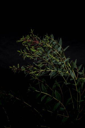 Eukalyptus parvifolia auf schwarzem Hintergrund. Launische Flora. vertikales Foto