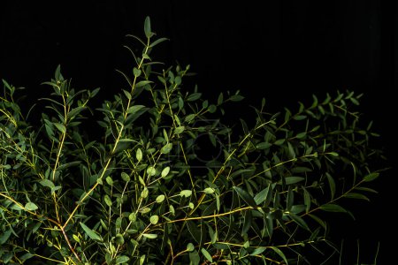 Branch of green eucalyptus parvifolia on a black background. Low key photo