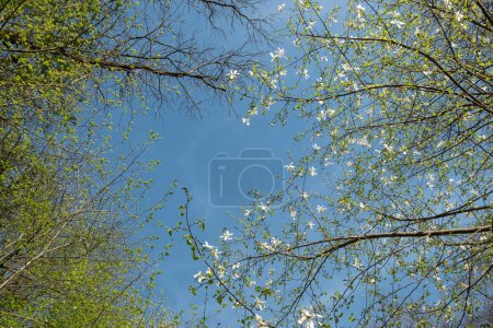 Blue sky and white clouds framed by green trees. Canopy from the crowns of trees. Young birch foliage and white magnolia flowers, view from bottom to top. Copy space