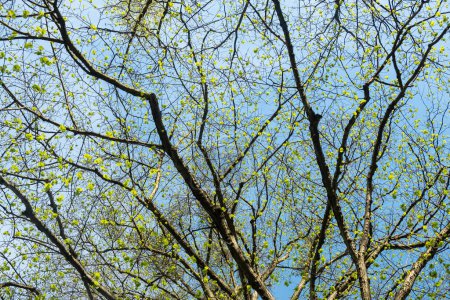 Äste und frische Blätter vor blauem Himmel, voller Rahmen. Frühling. verschwommener Vordergrund 
