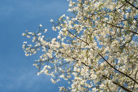 Gros plan des fleurs blanches de magnolia salicifolia d'un parc printanier vert. mise au point floue et sélective. Espace de copie